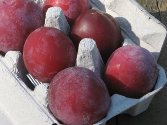 Satsuma plums in egg carton