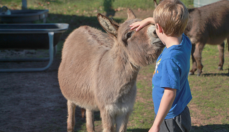 a child is caressing the head of a donkey with his hand.
