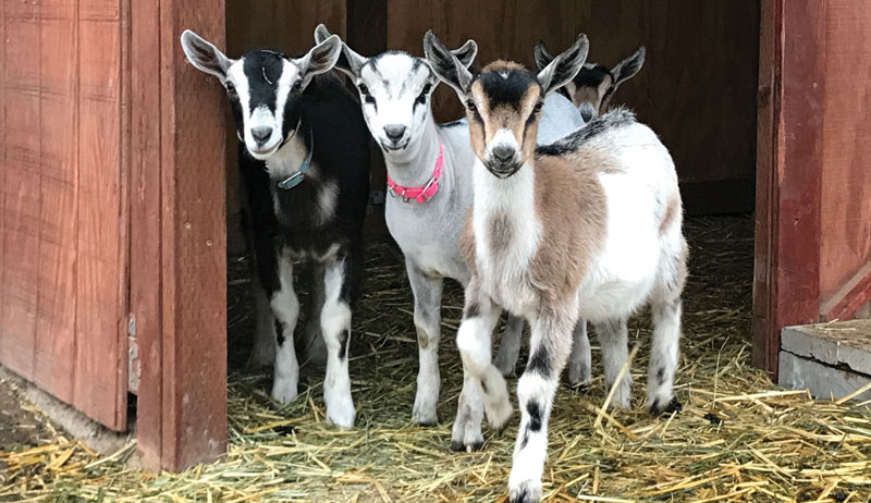 miniature dairy goats mini-milkers