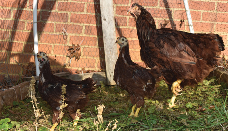 3 cockerels pullets chickens in the backyard