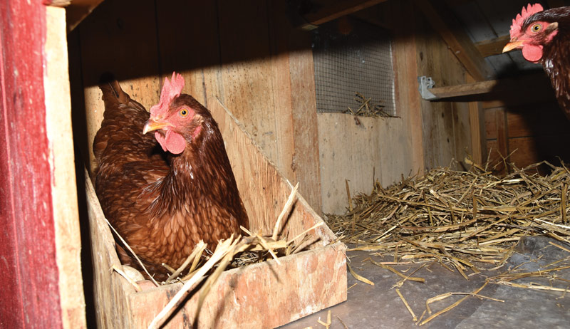 A chicken in the wooden box