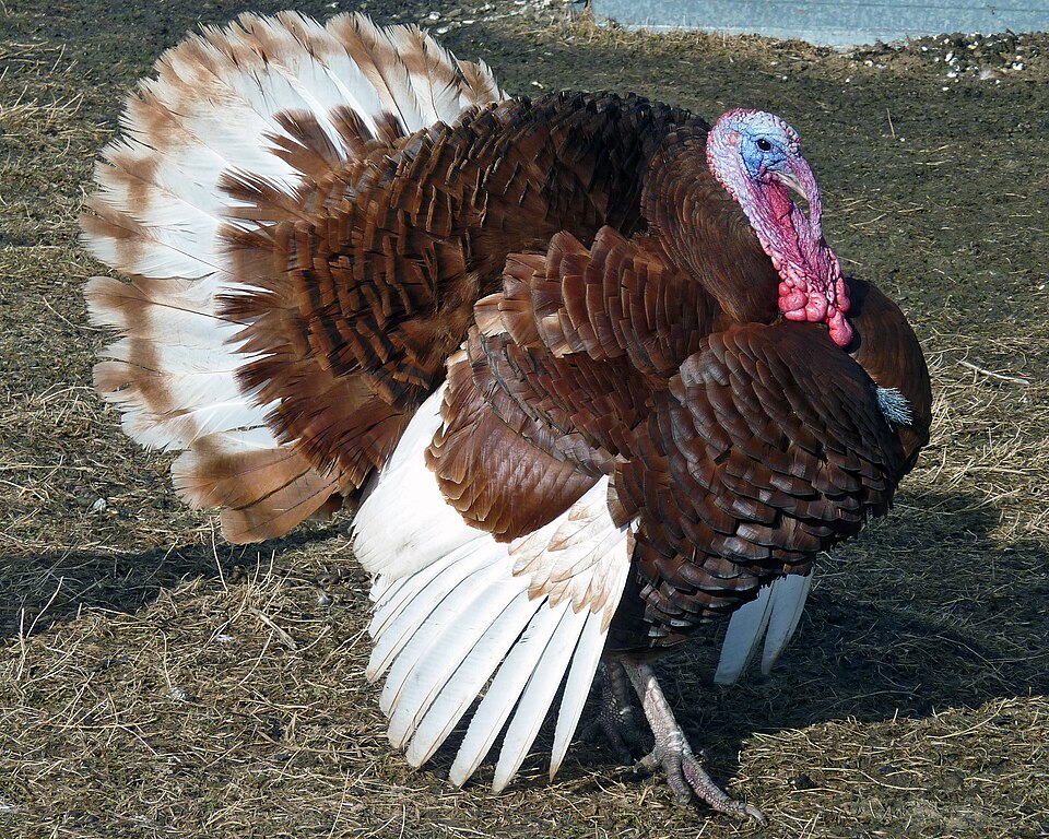File:Bourbon red turkey Tom-r2.jpg