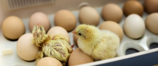 Successful Incubator Egg Hatching Starts With Your Phone