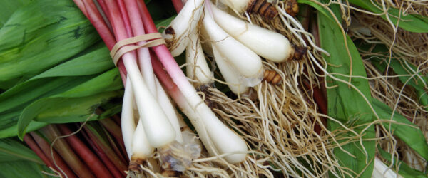 Ramps Recipe: Fermenting Stretches the Season