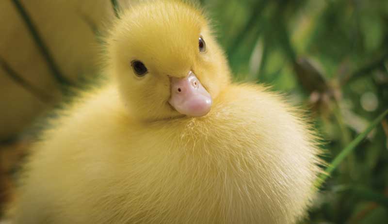 Muscovy duck ducks Muscovies