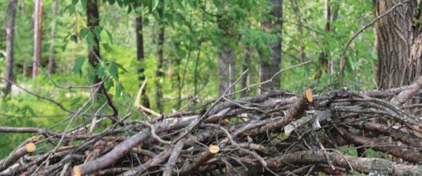 6 Ways To Put Your Brush Pile To Work