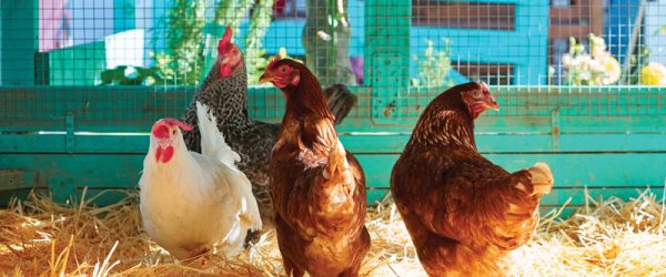 Deworming Your Backyard Chickens: The Whys & Hows