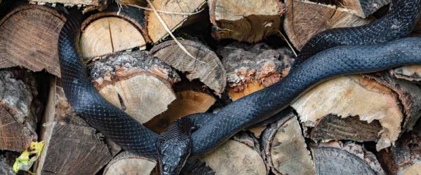 How to Protect Chickens From Predators