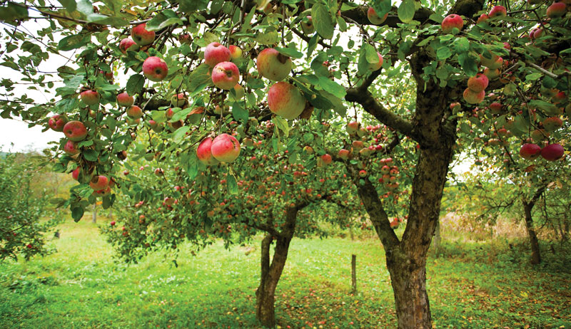 farm farming orchard