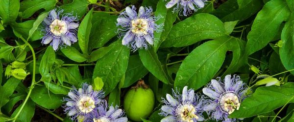 Passion Vine Is A Perfect Native Foraging Find