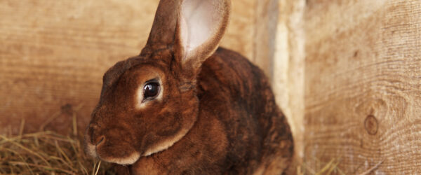Rex Rabbits: Luxurious Fur and Charming Pets in Demand