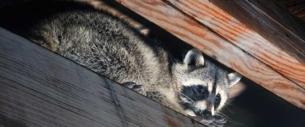 Protecting Against Raccoons, A Poultry Super Predator