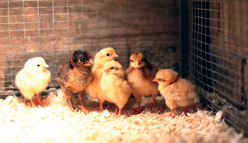 chicken chickens chicks tips for getting started