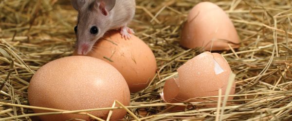 Tips For Keeping Rodents Out Of The Chicken Coop