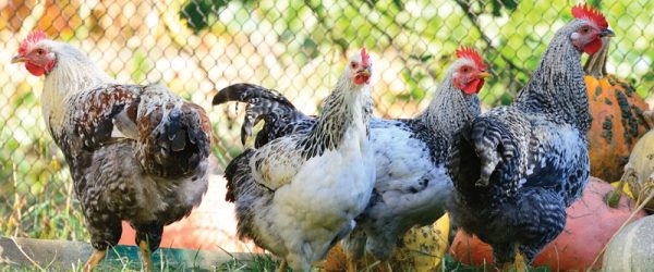 75 Tips For Successful Chicken-Keeping