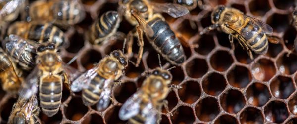 Naturally Reared Queens (Excerpt, “Raising Resilient Bees”)