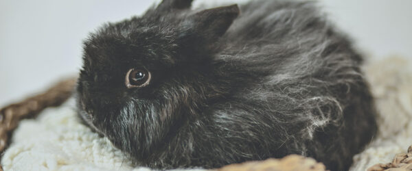 Jersey Wooly Rabbit: Breed Profile