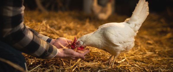 What Can Chickens Eat: Holiday Edition