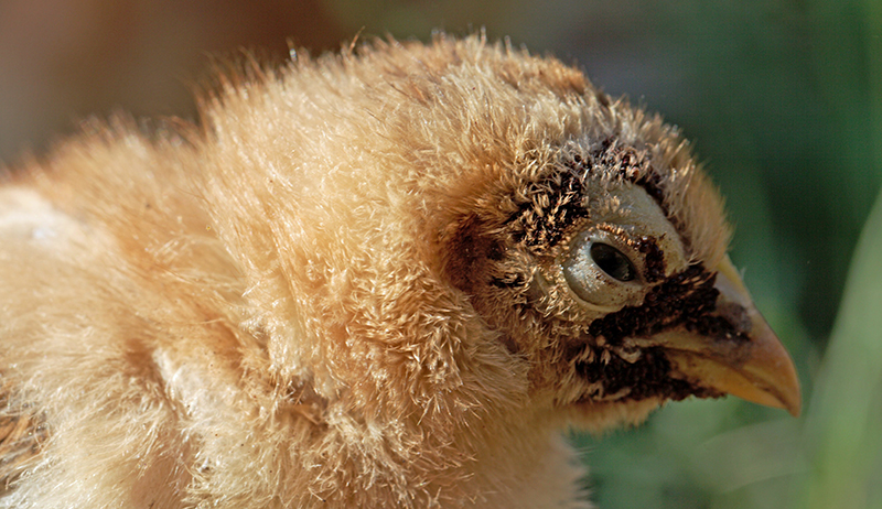 sticktight fleas infest this young chicken around its face
