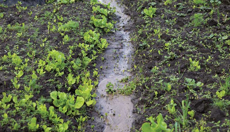 bioswales rain gardens