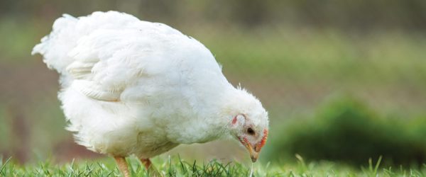 What Are the Best Treats for Chickens?