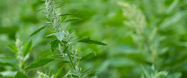 Weeds—When Not To Worry (Excerpt: “Wild Plant Culture”)