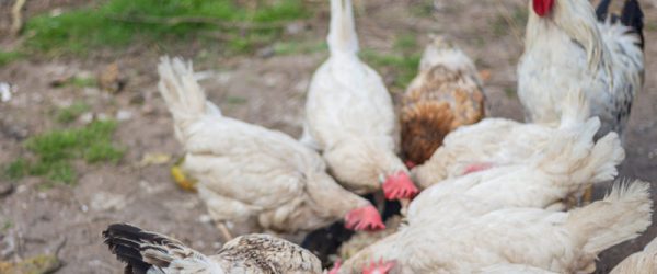 3 Chicken Feeder Designs To Fit Your Needs & Budget