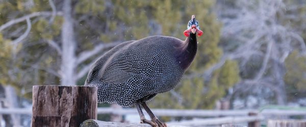 Raise & Market Specialty Poultry For Meat & Profit