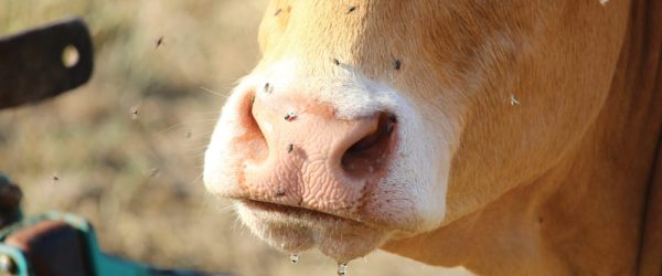 Further Tips For Fighting Flies On Livestock
