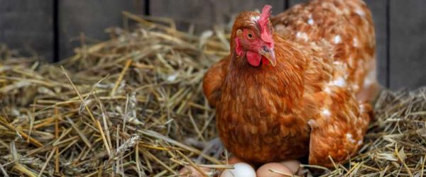 How To Treat Oviduct Prolapse In A Laying Hen
