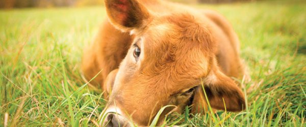 125 Farming Tips For Your Hobby Farm In 2023