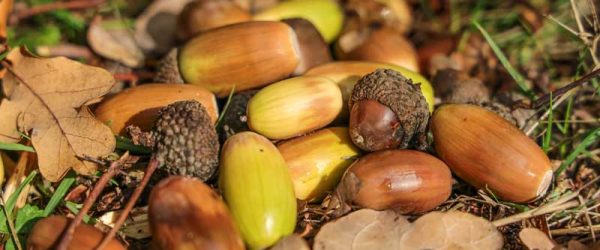 A Nutty Adventure: Enjoying A Mast Year For Acorns 