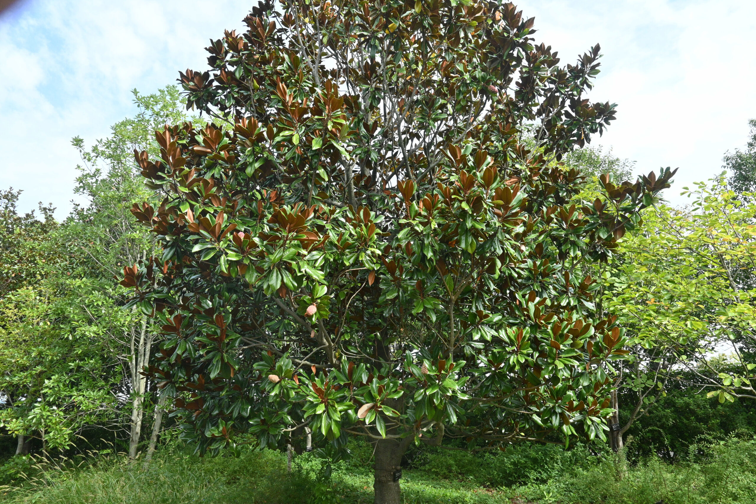 Southern magnolia ( Magnolia grandiflora ) fruits. Magnoliaceae evergreen tree. The fruit consists of many follicles that come together to form an oval cluster. See LessBy