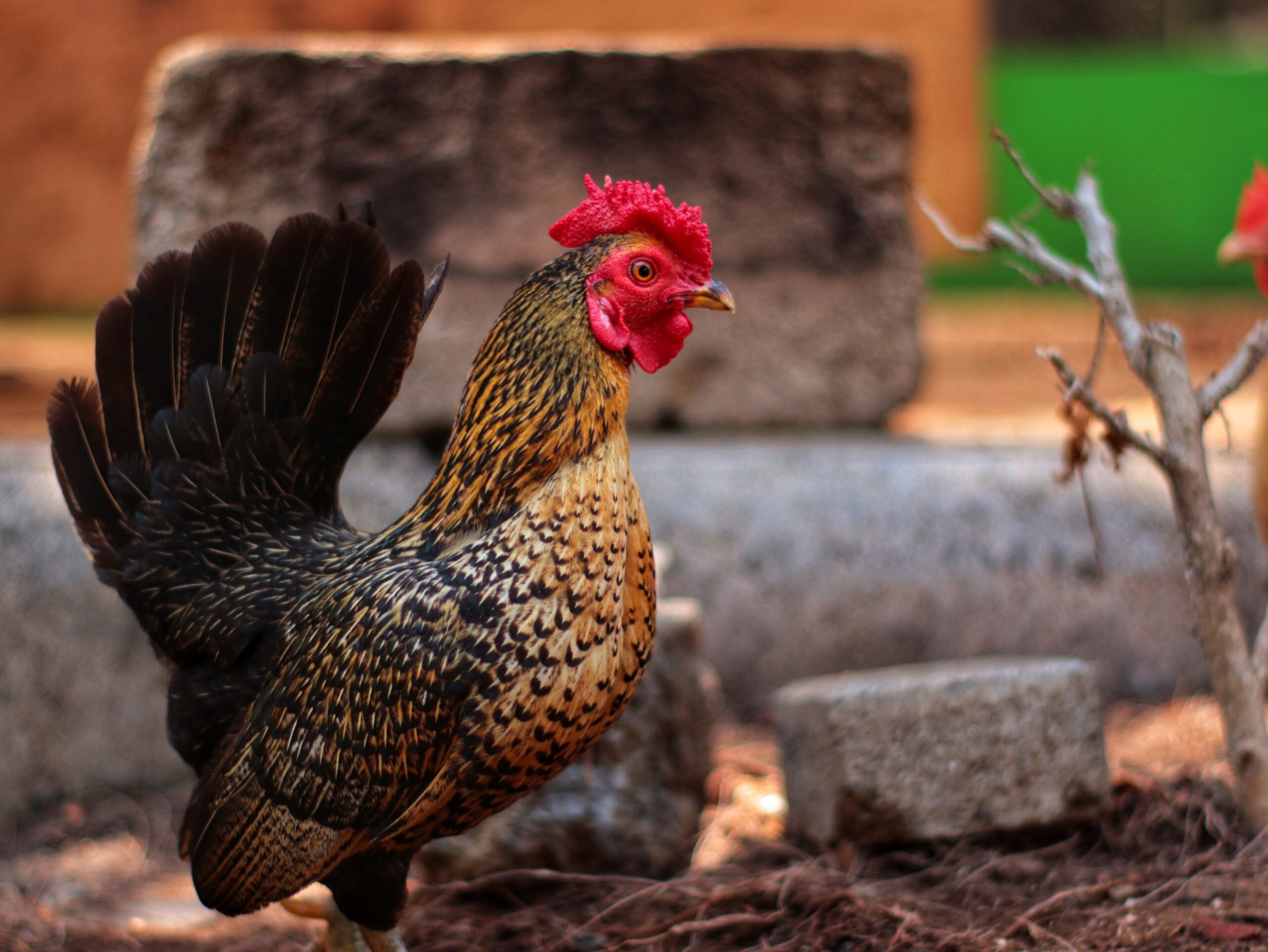 serama chicken breed