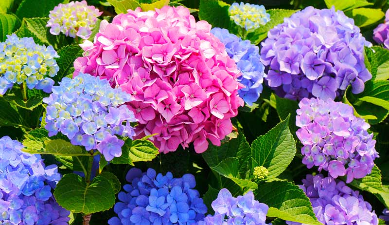 propagate hydrangeas video