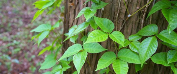 How to Get Rid of Virginia Creeper & Choking Vines