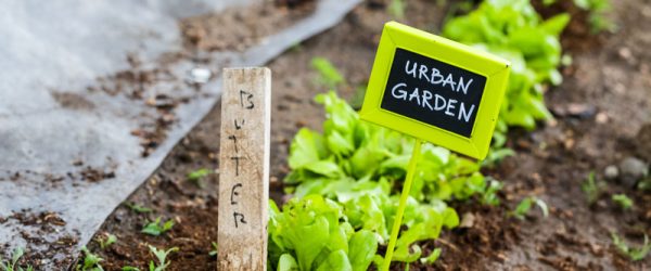 Getting The Lead Out On Urban Farm, Garden Soil