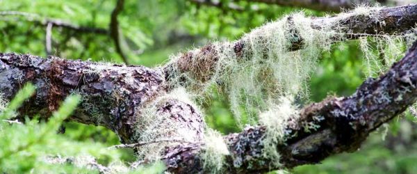 Harvest Usnea Lichen For Natural Immune Support