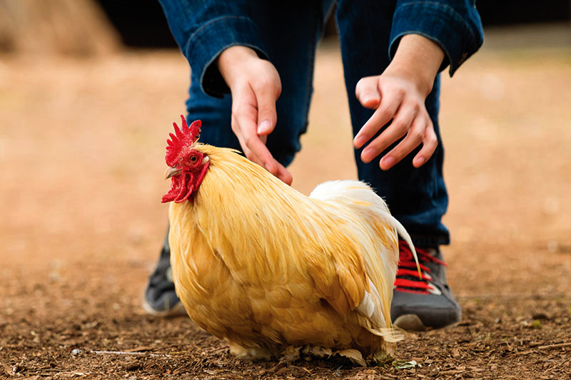 trying to calm aggressive chicken behavior by picking up a rooster