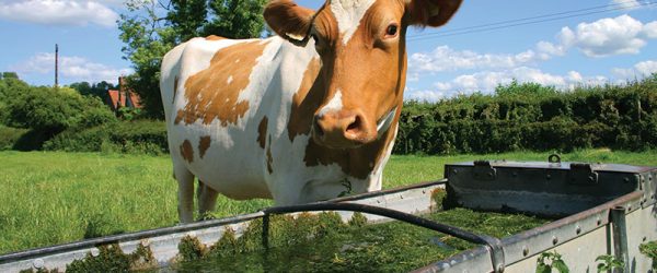Livestock Water Troughs: 7 Ways to Stop Algae Growth