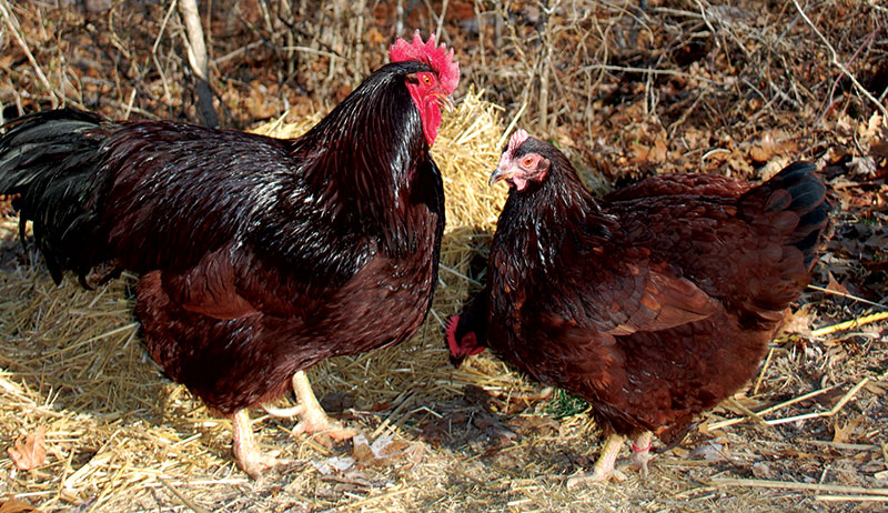 alpha hen chicken behavior pecking order