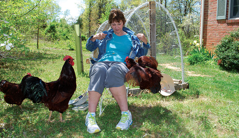 alpha hen chickens behavior