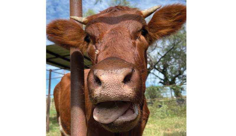 say cheese cow