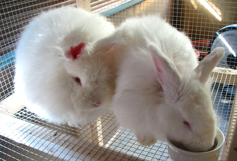 fiber angora rabbits