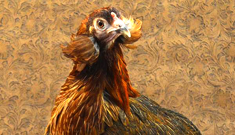 Araucana chicken colored eggs