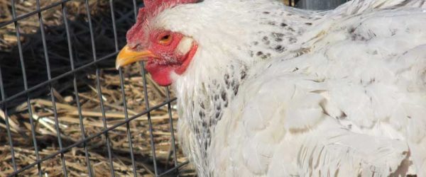 Reasons To Keep Older Hens In Your Flock