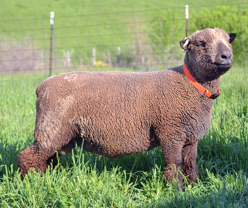Babydoll Southdown sheep