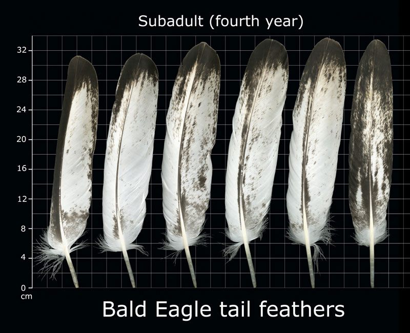 bald eagle bird feather identification chart for subadults
