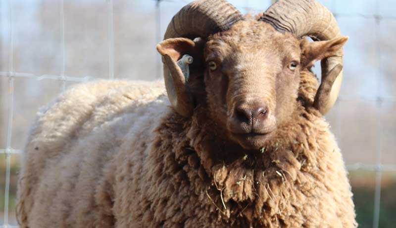 Shetland sheep