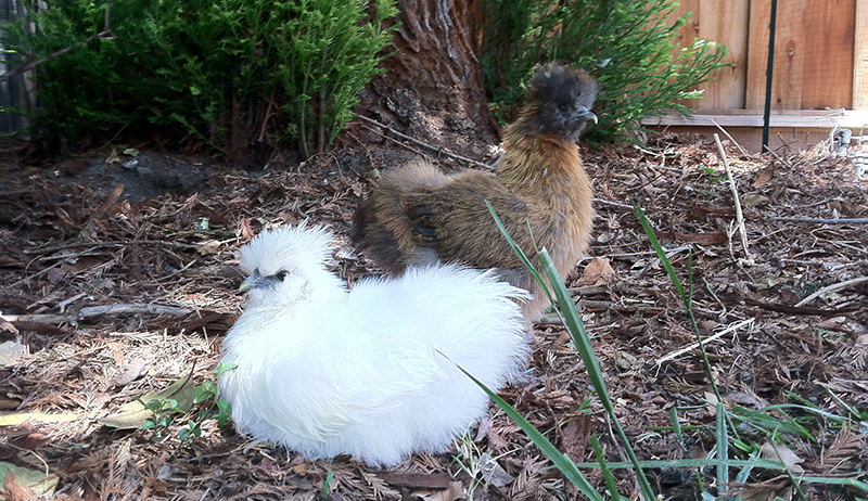 silkie chickens